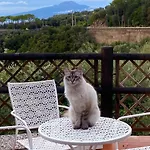 Orange Moderno Tra Gli Ulivi Di